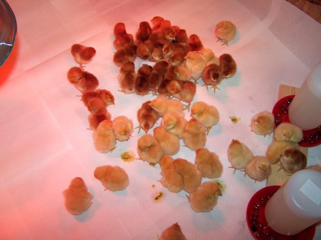 100_6230.jpg