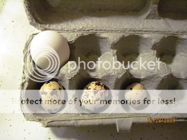 3eggs.jpg