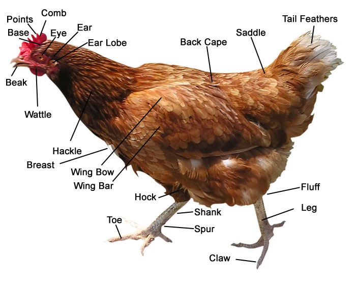 chicken-anatomy.jpg