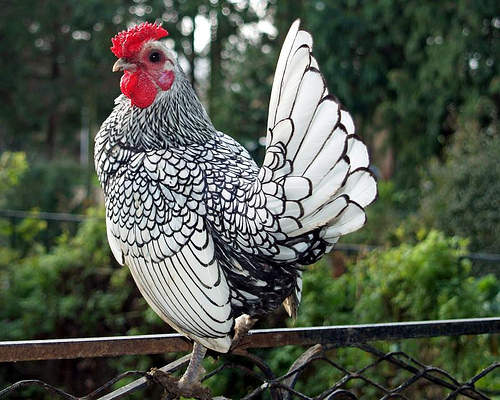 sebright_chickens_sebright_fb552d9e