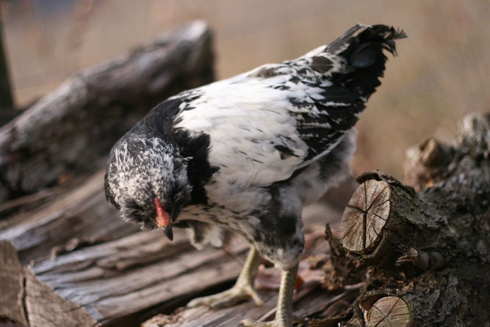 chicken-c-1.jpg