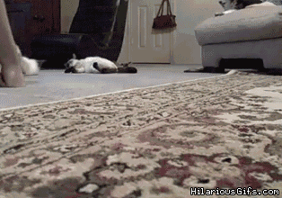 nfWGR.gif