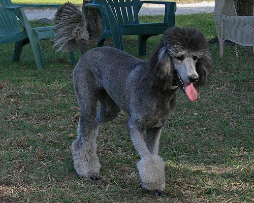 silver-poodle.jpg