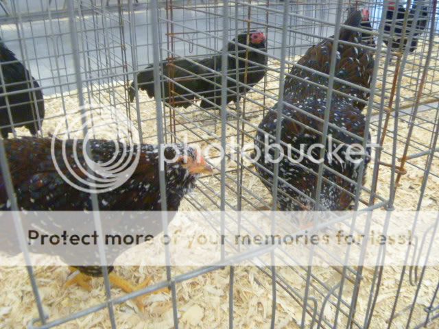 poultryshow11047.jpg