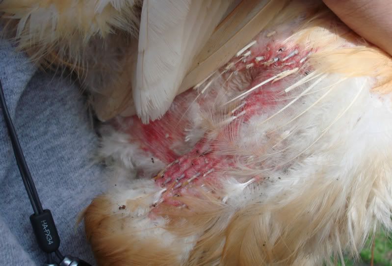 chicken3.jpg