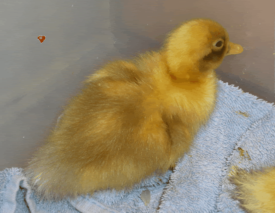 dayold13-1.gif