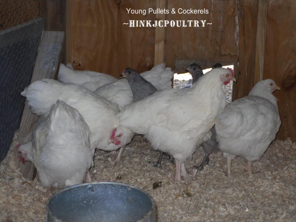 orparaucana014.jpg