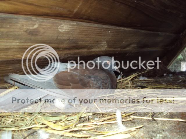 DSC01095.jpg