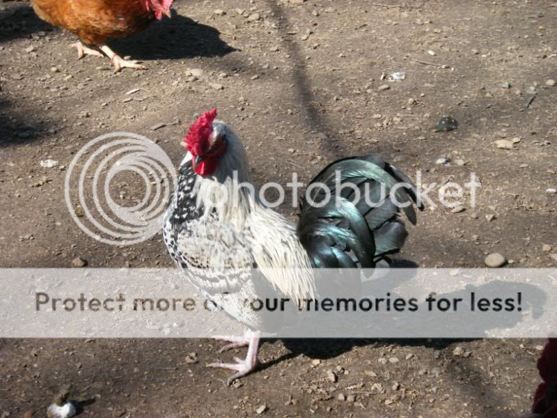 DSCF8720.jpg