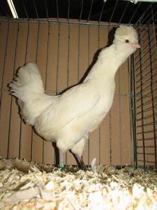 Crevecoeur_Wit_hen.jpg