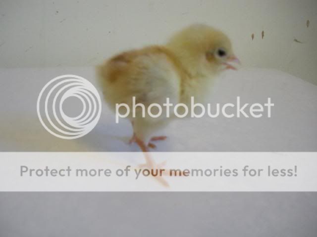 hatcherysurprisedayone296.jpg