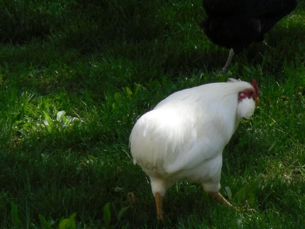 freerangearaucana016.jpg