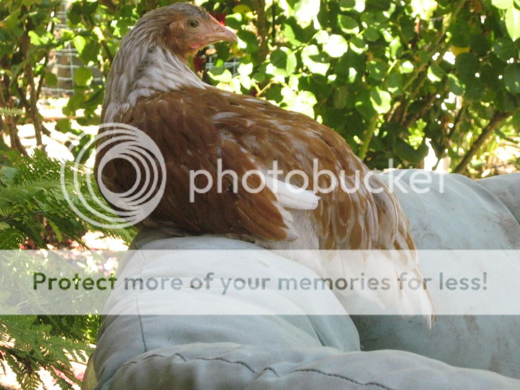 ChickensJuly27th2010050.jpg