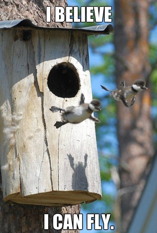 Funny-Baby-Wood-Ducks.jpg