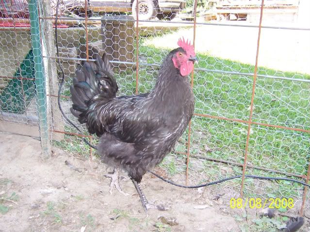 100_2433.jpg