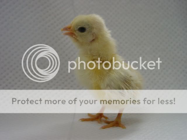 Napoleonchick.jpg