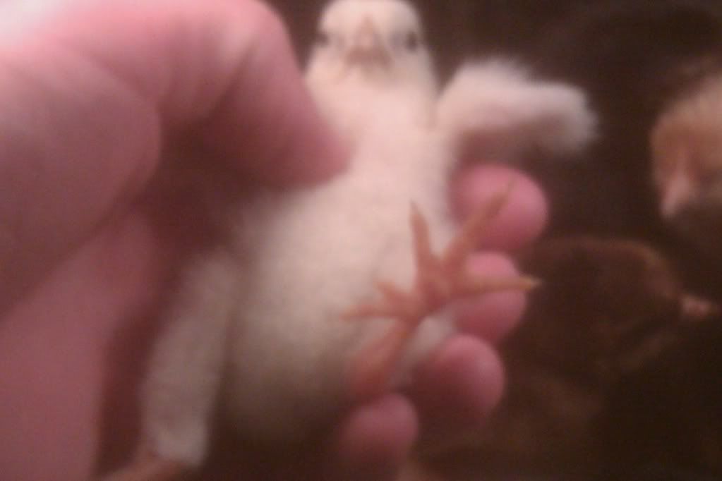 IMAG0043.jpg
