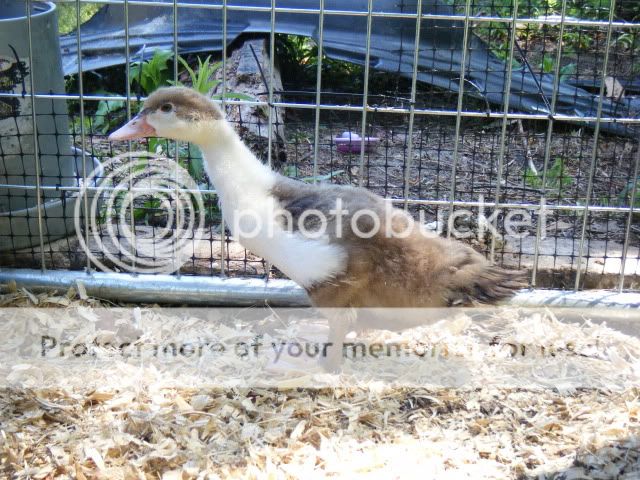 birds013.jpg