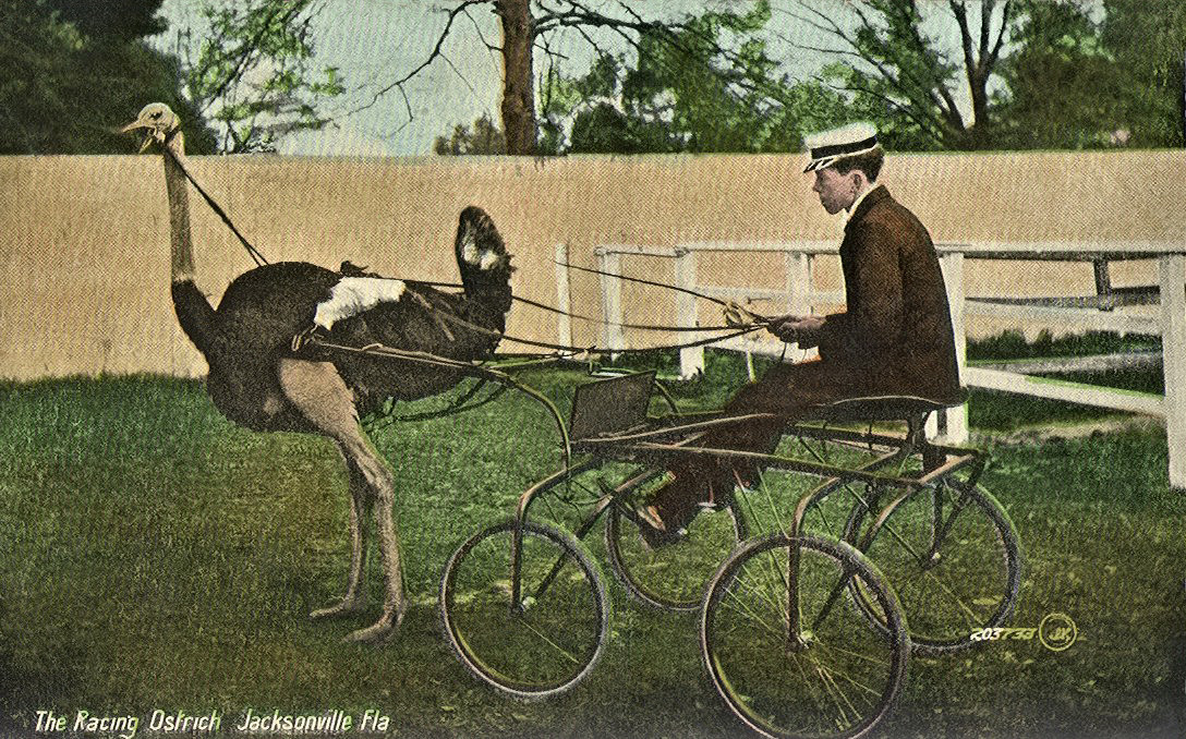 OstrichCartJacksonville1.jpg
