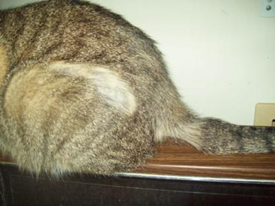 cat-with-bald-spots-on-tail-and-back-of-hind-legs-42950.jpg