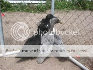 ducksandshuttlesbirthdaypics074.jpg