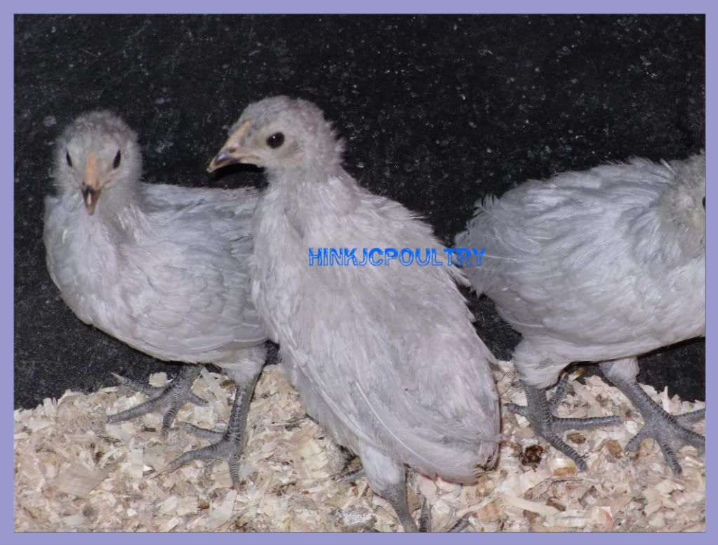 rumplesslavenderaraucana003-1.jpg