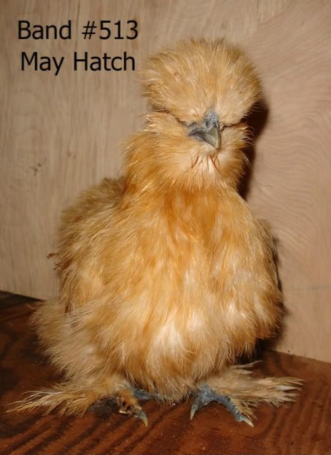 salechicks027.jpg
