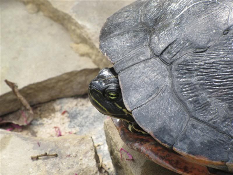 turtle1.jpg