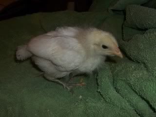 chicksDec020.jpg