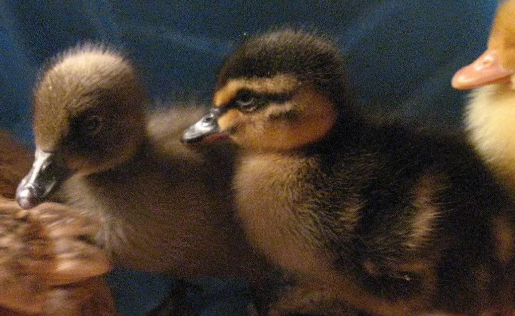 Duckies.jpg