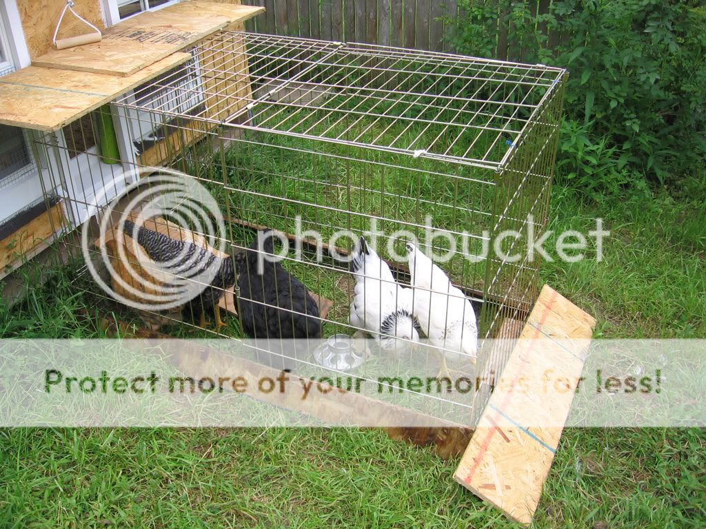 Coop-Outdside-Run-2.jpg
