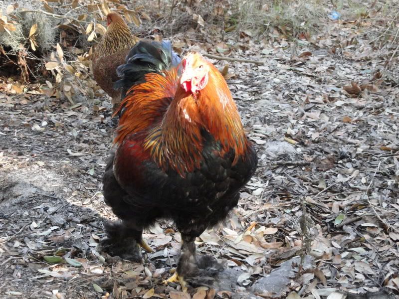 Chickens_2011010.jpg