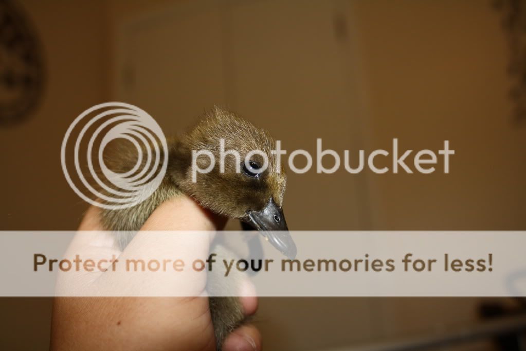 ducks009.jpg