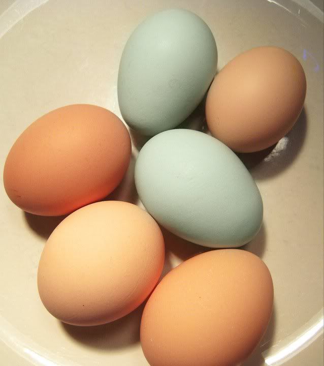 greeneggs.jpg