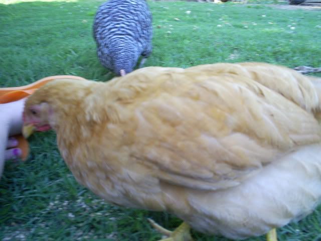 animals003.jpg