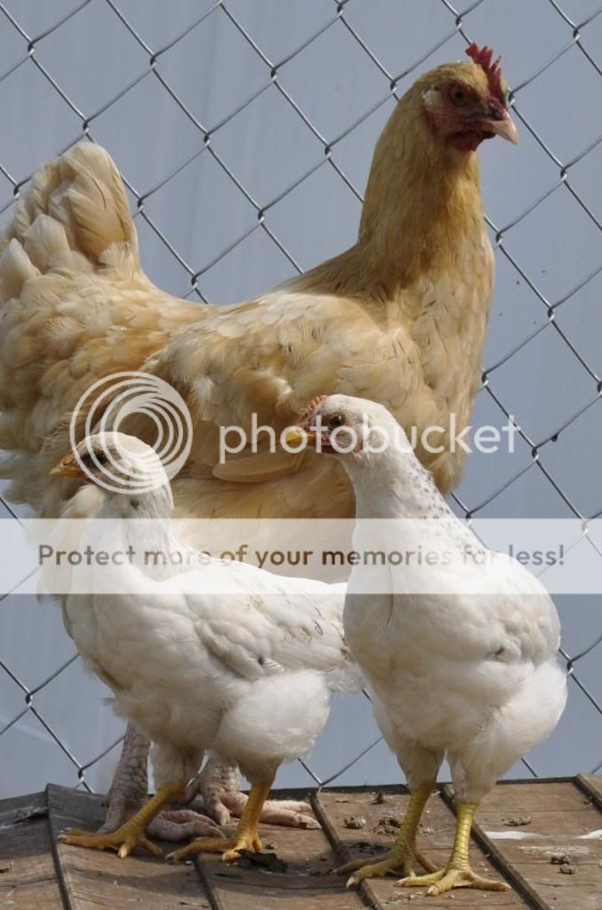 Chicks2.jpg