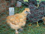 th_Silkie7.jpg