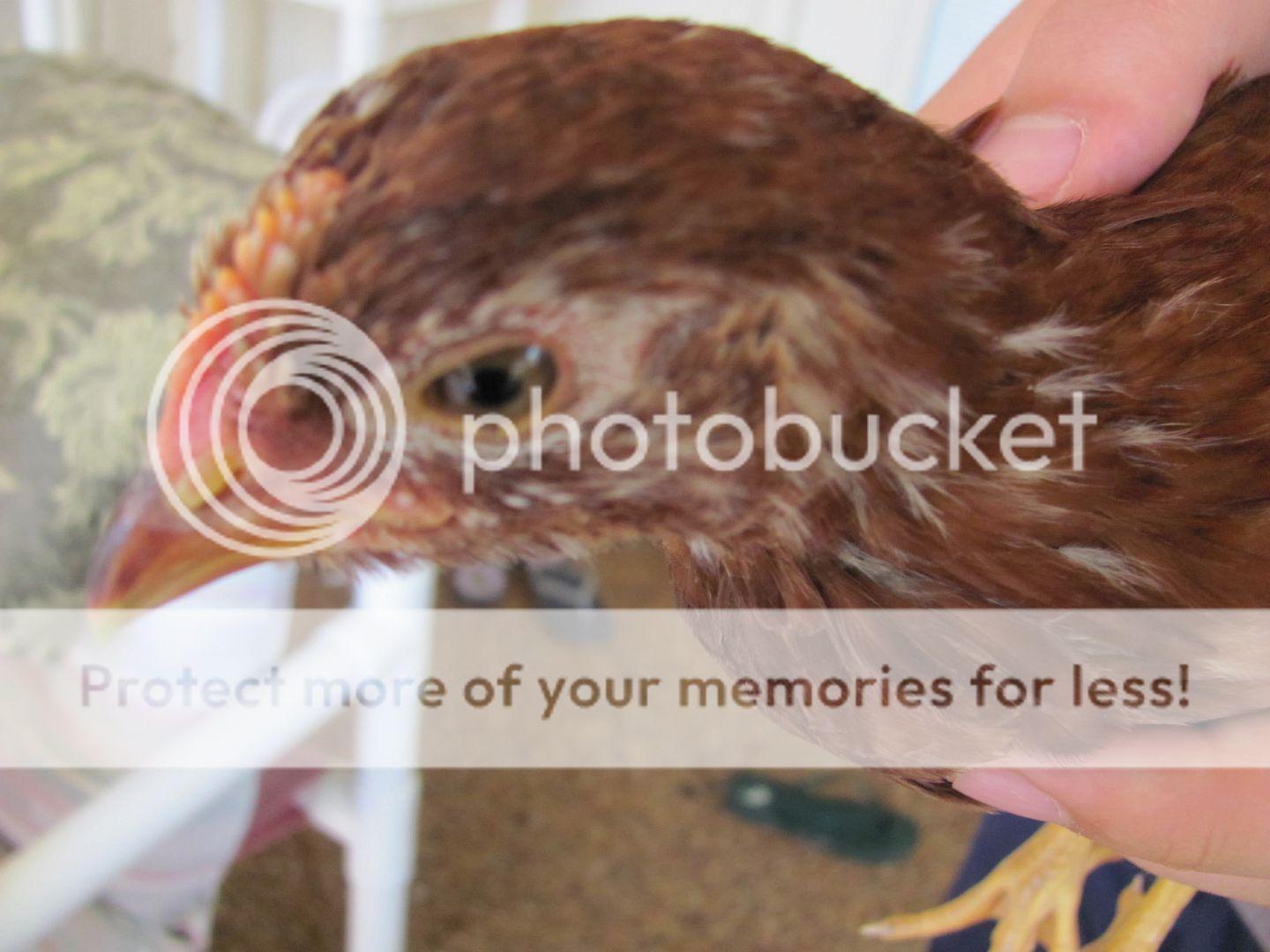 Nugget004.jpg