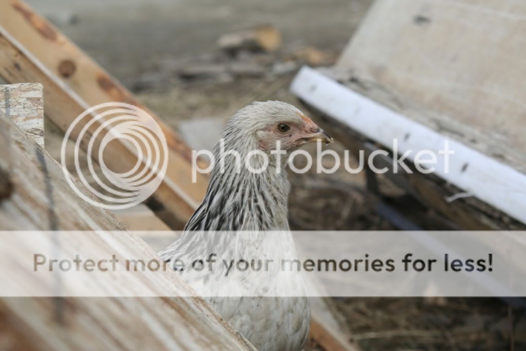 Bessie4.jpg