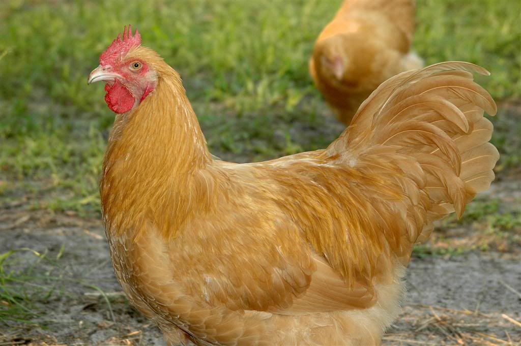 Chickens201117.jpg