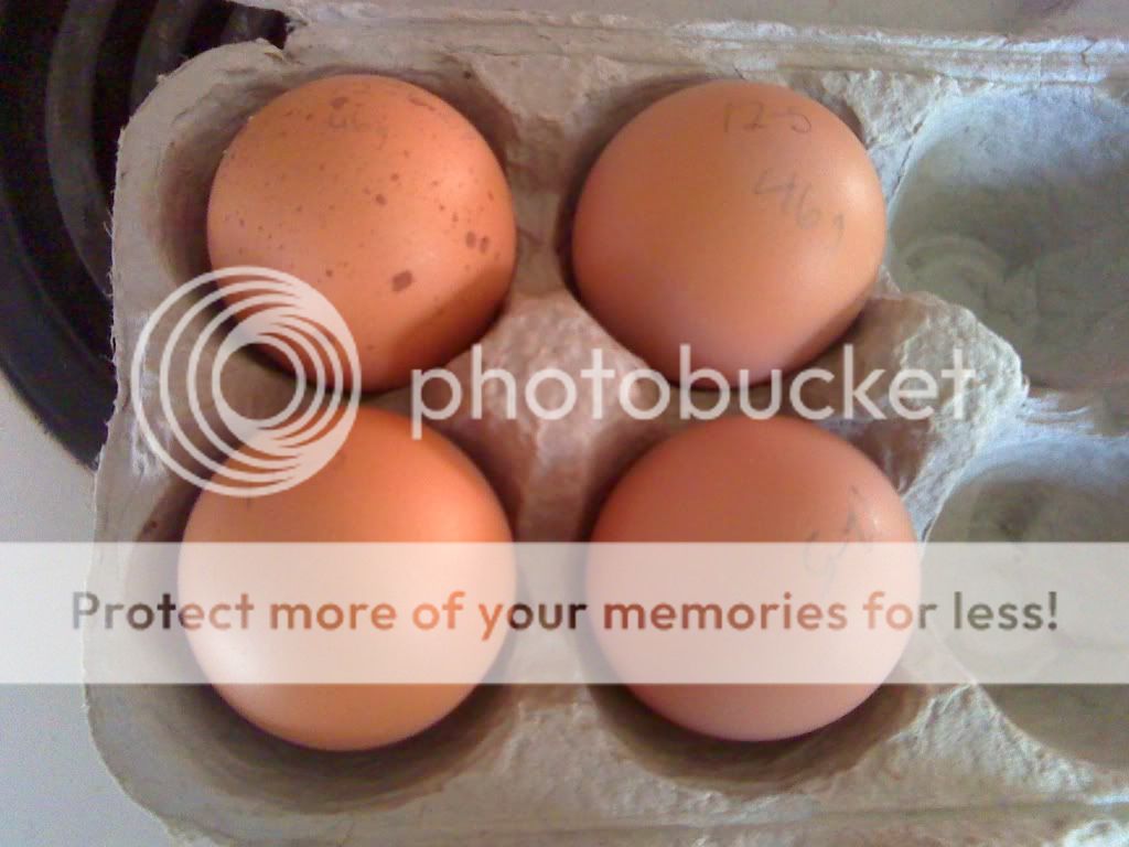 eggs.jpg
