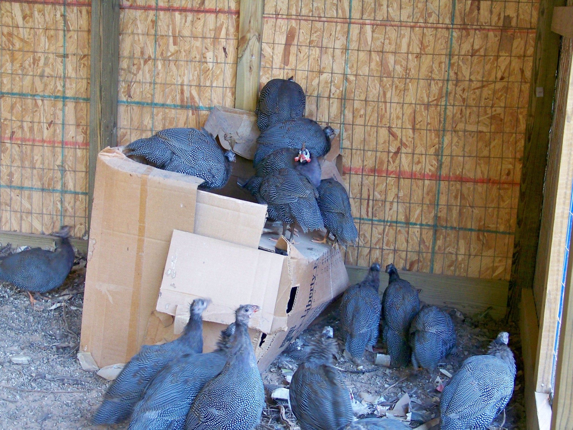 200x200px-ZC-275cd1e5_Guineabox5.jpeg