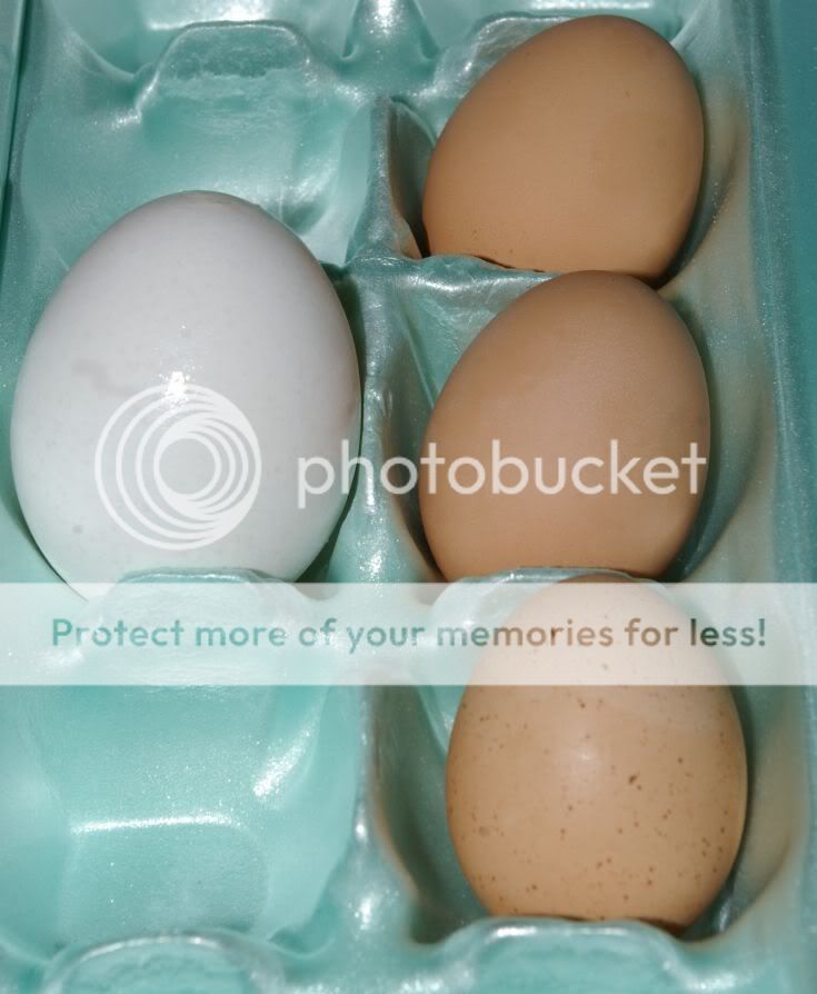 eggcomparison.jpg