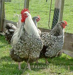 PM-Silverlaced.JPEG