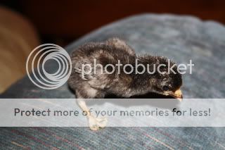 IMG_0298.jpg