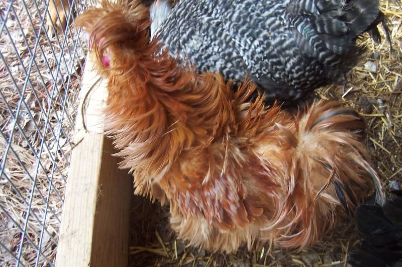 redfrizzle.jpg