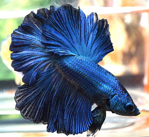blue-betta-fish.jpg