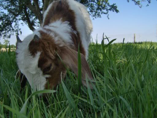 goatsandchickens10weeks022.jpg