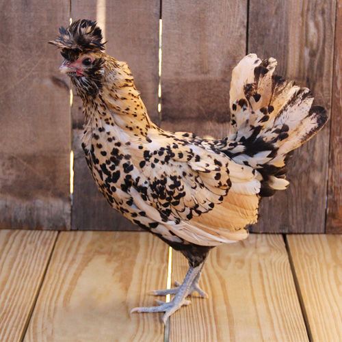 breed_1598_p.jpg
