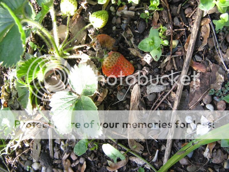 NewBackyard015.jpg